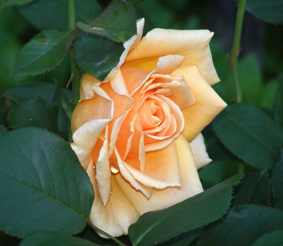 Valencia photo val2014_06250036_zps94780c96.jpg